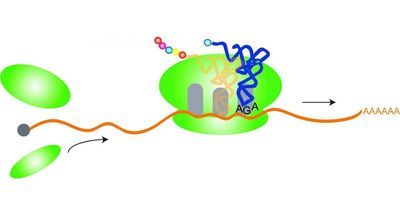 Cell translation