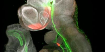 Decoding the Signals of Organ Development