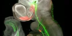 Decoding the Signals of Organ Development