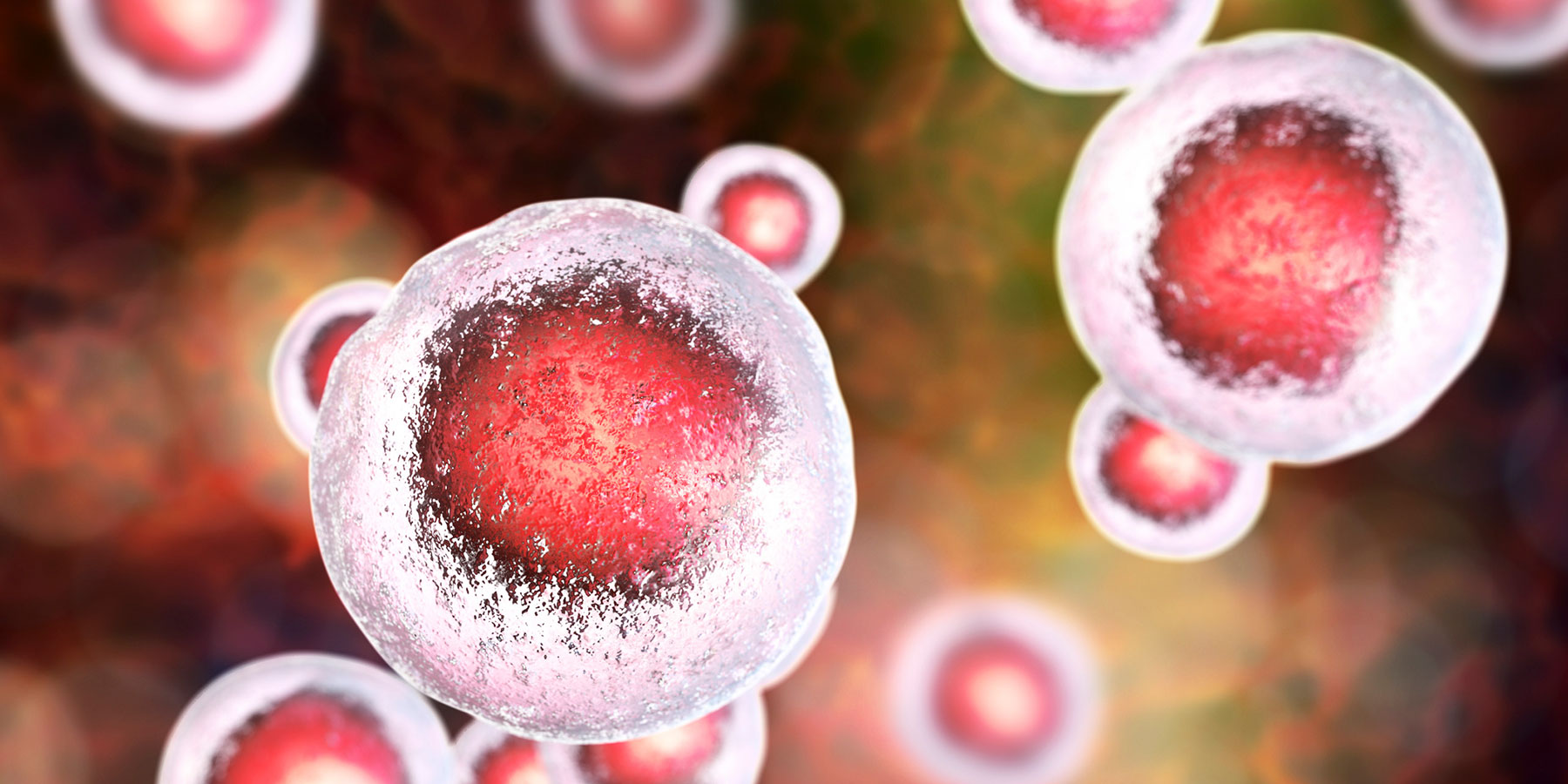 stem cell illustration