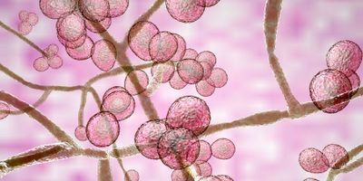 Candida auris illustration