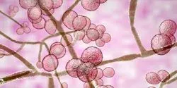 Candida auris illustration