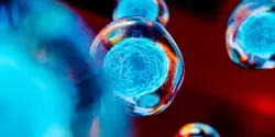 Stem Cells