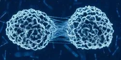 cancer cell division