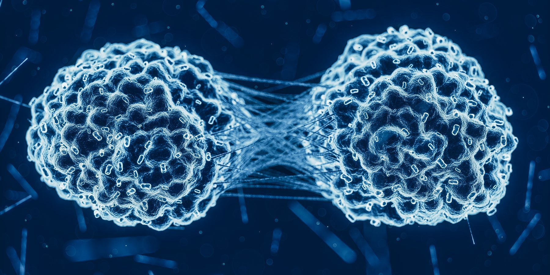 cancer cell division