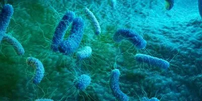 bacteria