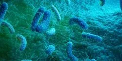 bacteria