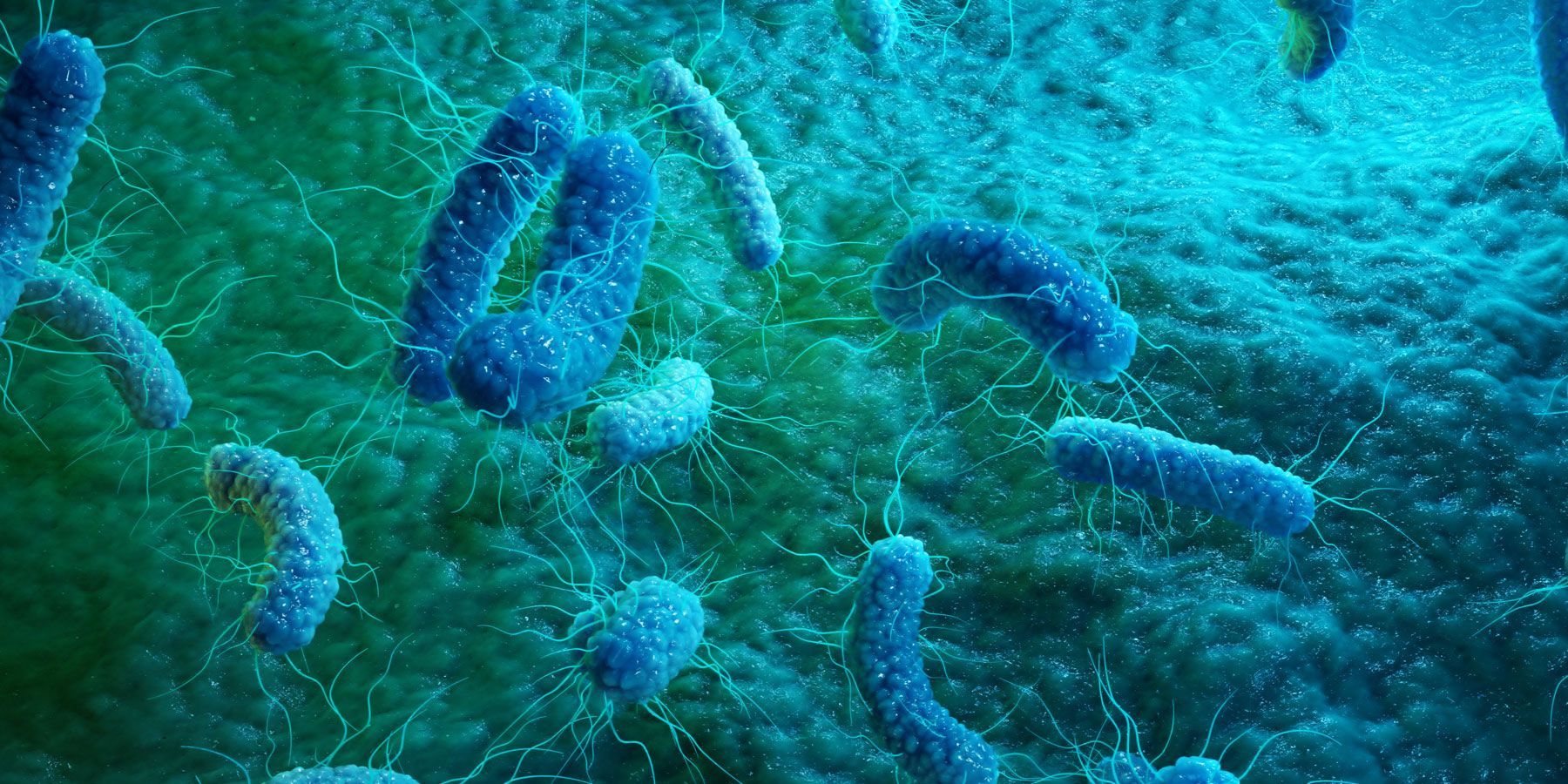 bacteria