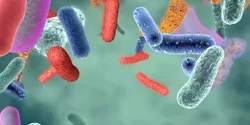 gut bacteria illustration