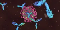 COVID-19 antibodies