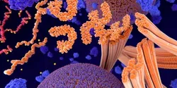 tau protein