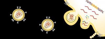 Viral infection blebs