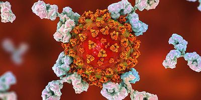 SARS-CoV-2 Antibodies and Antigens for Diagnostic Kit Development (Article Image)