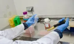 Researcher pipetting viruses