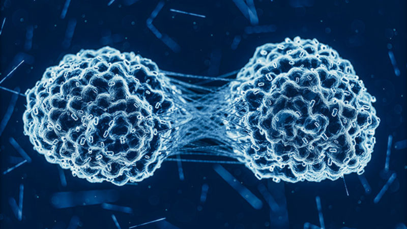 Image of cancer tumor cells Image of cancer tumor cells