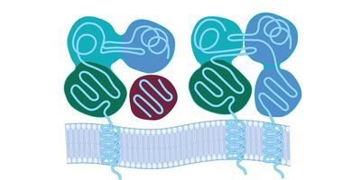 Lonza Announces Broad Selection of High-Resolution HLA-typed Primary Cell Lots to Support Biologic Drug Research