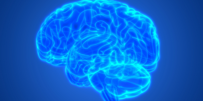 A drawing of the human brain with all the folds 