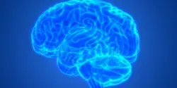 A drawing of the human brain with all the folds
