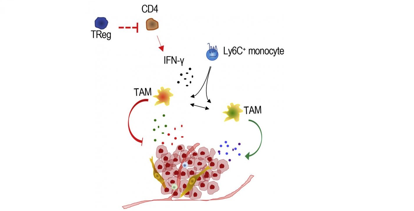 Schematic diagram outlining the role of Treg cells in breast cancer Schematic diagram outlining the role of Treg cells in breast cancer