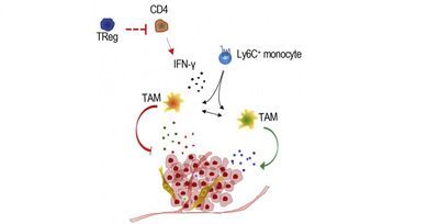 Schematic diagram outlining the role of Treg cells in breast cancer
