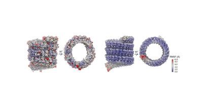 Computer representation of the Ebola virus's nucleocapsid, which shields its RNA