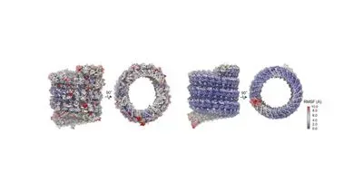 Computer representation of the Ebola virus's nucleocapsid, which shields its RNA