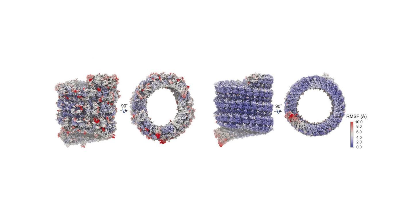 Computer representation of the Ebola virus's nucleocapsid, which shields its RNA