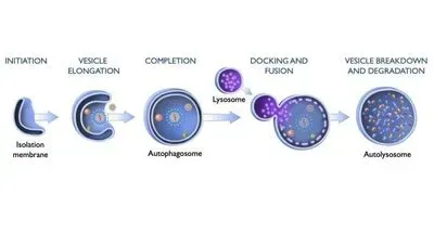 Illustration of autophagy with an autophagosome forming around a virus