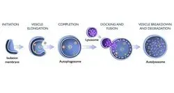Illustration of autophagy with an autophagosome forming around a virus