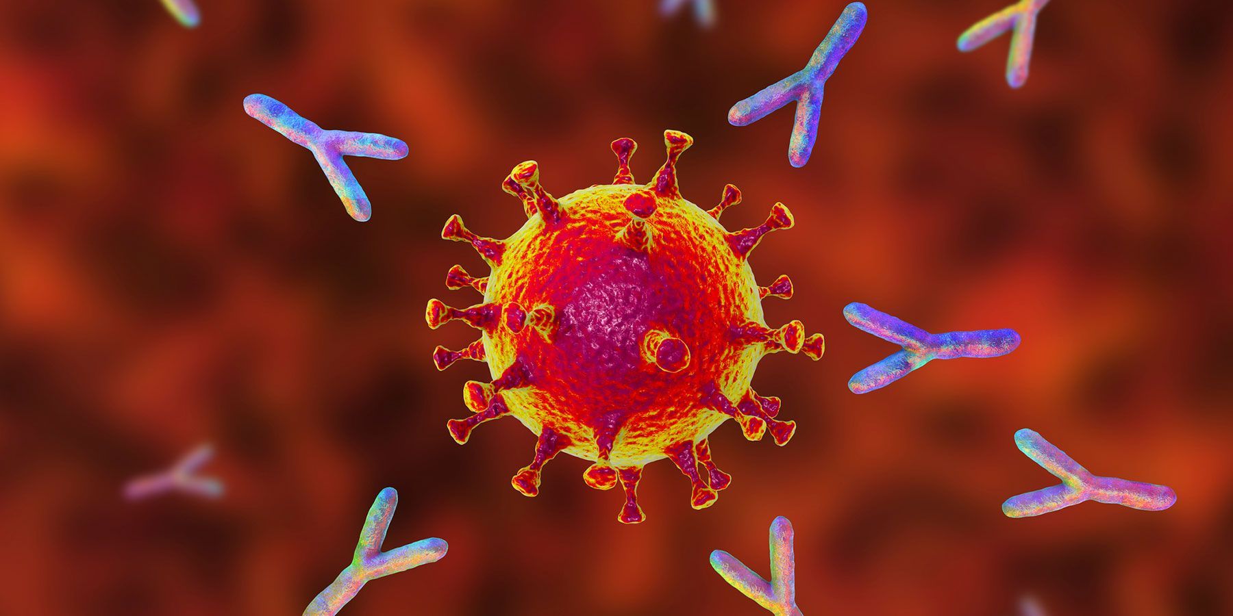 Illustration of coronavirus particle surrounded by antibodies Illustration of coronavirus particle surrounded by antibodies