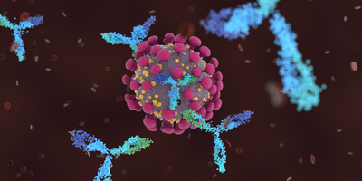 Coronavirus particle surrounded by immune antibodies