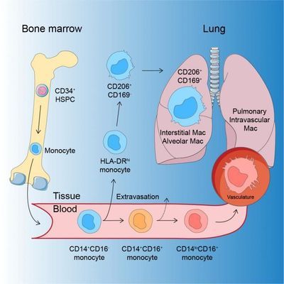 Illustration showing the development of human macrophages