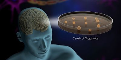 Illustration of a cerebral organoids in a cell culture dish derived from human brain cells