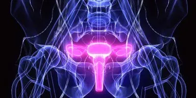 Illustration of the female reproductive tract, including cervix