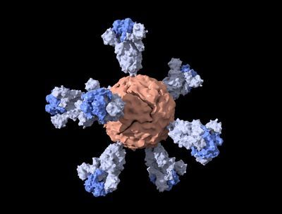 A schematic visualization of the ferritin nanoparticle with shortened coronavirus spike proteins, which is the basis of a SARS-CoV-2 vaccine candidate from Stanford