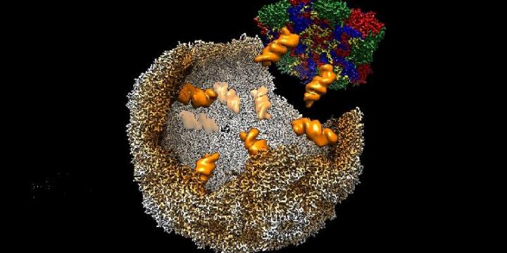 Visualisation of an enterovirus-E virion assembling