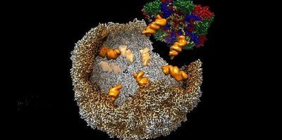 Visualisation of an enterovirus-E virion assembling