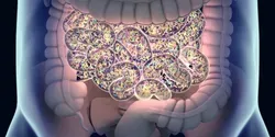 Illustration of the trillions of gut bacteria that make up the human microbiome