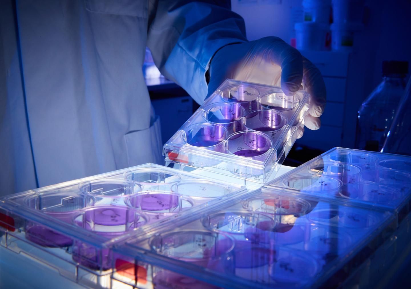 Photo of cell culture plates with stained cells, in which virus replication can be quantified by the ‚holes' that virus infection causes in the cell lawn.