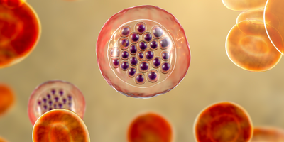 Illustration of a malaria infected red blood cell