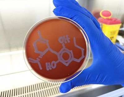 Bacteria growing in the shape of the synthetic cannabidiol molecule.