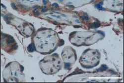 Human placental cells were stained to indicate the presence of an estrogen receptor called GPER1, which helps protect the fetus from the immune response to viral infection