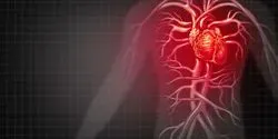 Illustration of the human cardiovascular system