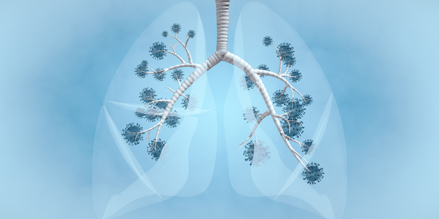 Illustration of human lungs