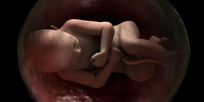 illustration of a fetus in utero