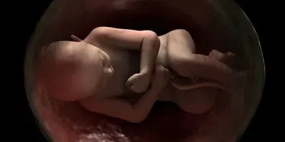 illustration of a fetus in utero