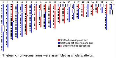 The Ideogram of JG1 Japanese reference genome