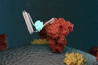 An illustration of a new biosensor binding to a targeted molecule and emitting light. The creation of the biosensor was led by the UW Medicine Institute for Protein Design.