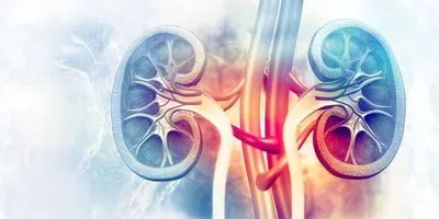 Illustration of a human kidney and its blood supply