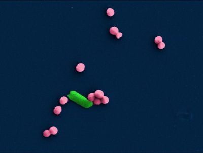 Rapid Bacterial Analysis and Testing for Antibiotic Sensitivity Demonstrated